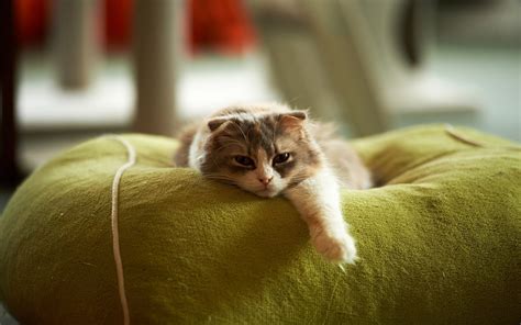 Kitten Rest NetBet